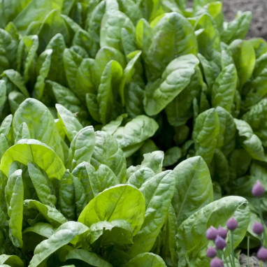 Oseille vierge - Rumex alpestris | Achat direct au producteur