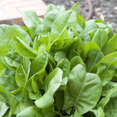 Oseille douce à feuilles rondes - Rumex | Achat direct au producteur