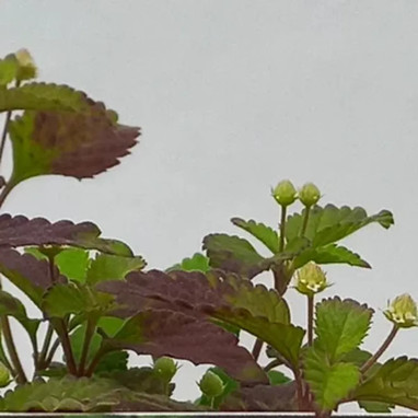 Plante sucrée des Aztèques 'Colada' - Lippia | Achat producteur