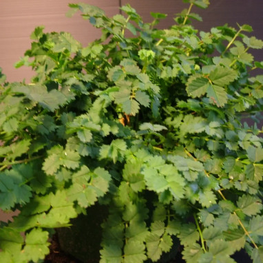 Pimprenelle - Sanguisorba minor | Achat direct au producteur