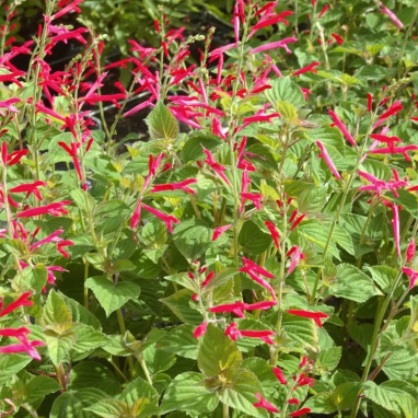 Sauge parfum ananas - Salvia elegans | Achat direct au producteur