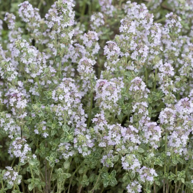 Thym citron argenté 'Silver Queen' - Thymus | Achat producteur