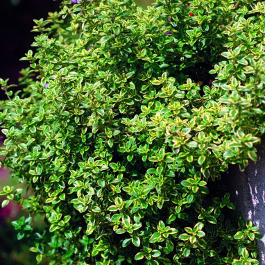Thym citron doré - Thymus x citriodorus | Achat direct au producteur