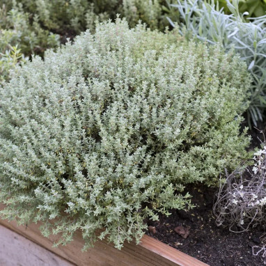 Thym orange Fragrantissimus - Thymus | Achat direct au producteur