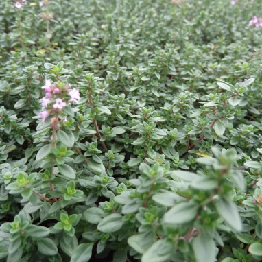 Thym citron - Thymus x citriodorus | Achat direct au producteur