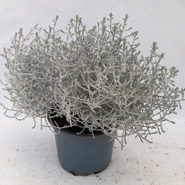 Calocephalus brownii - Calocephalus | Achat direct au producteur