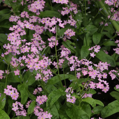 Myosotis rose 'Rosylva' - Myosotis | Achat direct au producteur