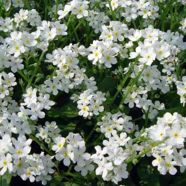 Myosotis blanc 'Snowwylva' - Myosotis | Achat direct au producteur