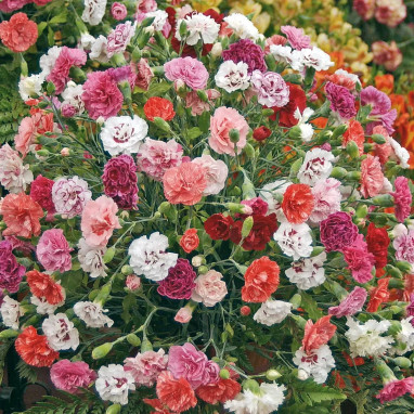 Oeillet de fleuriste 'Floristan' - Dianthus | Achat direct au producteur