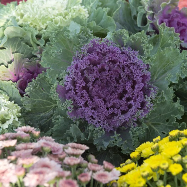 Chou d'ornement rose frisé 'Nagoya Red' - Brassica | Achat producteur