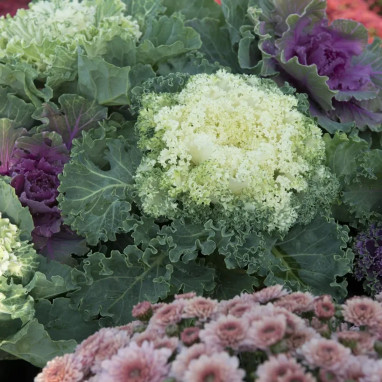 Chou d'ornement blanc frisé 'Nagoya White' - Brassica | Achat producteur