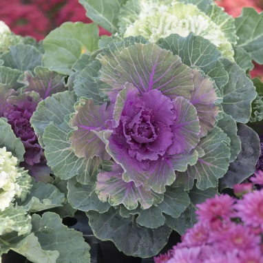 Chou d'ornement rose 'Pigeon Victoria' - Brassica | Achat producteur