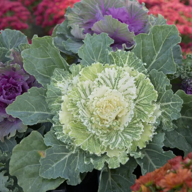 Chou d'ornement blanc 'Pigeon White' - Brassica | Achat producteur
