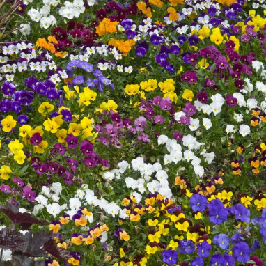 Viola cornuta blanc bords mauves - Viola | Achat direct au producteur
