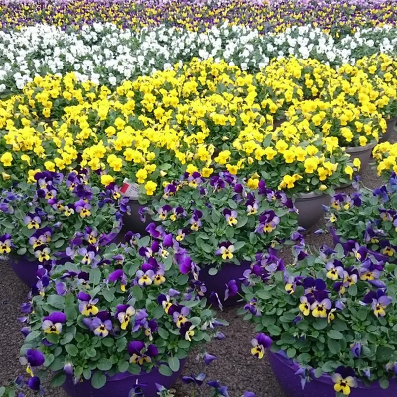 Viola cornuta blanc bords mauves - Viola | Achat direct au producteur