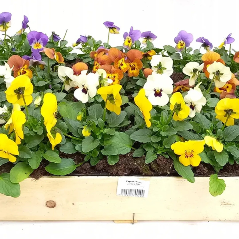Viola cornuta blanc bords mauves - Viola | Achat direct au producteur
