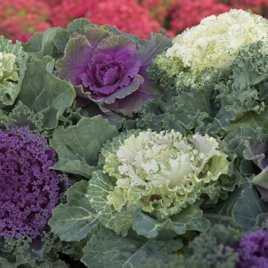 Chou d'ornement Nuances d'Automne - Brassica | Achat producteur