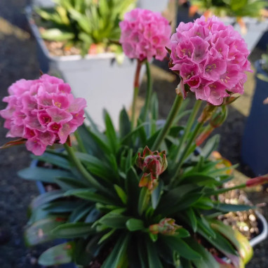Armeria Dreameria® Daydream - Armeria | Achat direct au producteur