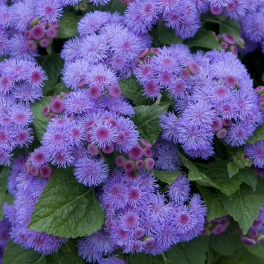 Ageratum 'Ariella Violet' - Ageratum | Achat direct au producteur