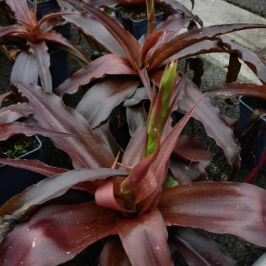 Agave MANGAVE® 'Purple Passion' | Achat direct au producteur