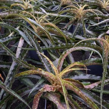 Mangave 'Mint Chocolate Chip' - Agave | Achat direct au producteur