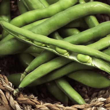 Fève de Séville à longue cosse - Vicia faba | Achat direct au producteur