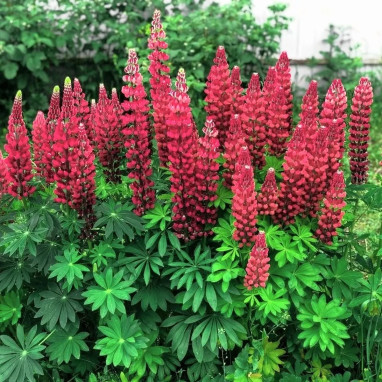 Lupin 'My Castle' - Lupinus polyphyllus | Achat producteur