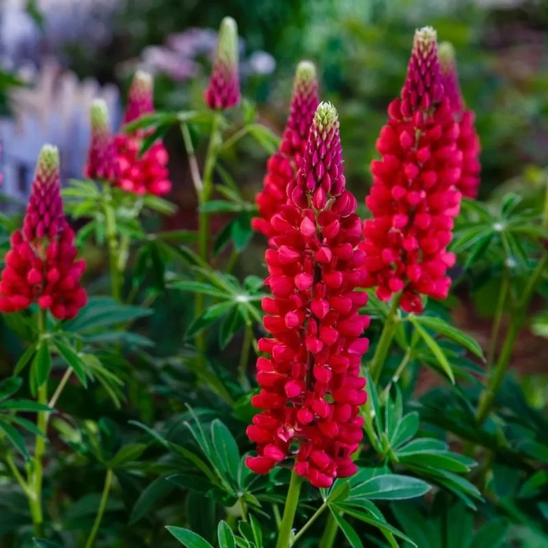 Lupin 'My Castle' - Lupinus polyphyllus | Achat producteur