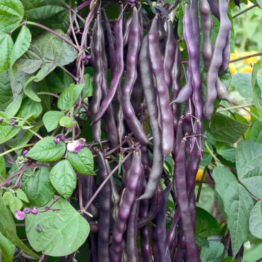 Haricot à Rames 'A Cosse Violette' - Phaseolus | Achat producteur