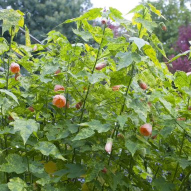 Abutilon feuillage panaché - Abutilon pictum | Achat producteur