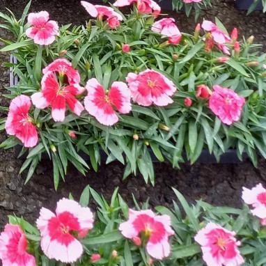Oeillet de Chine 'Coronet Mix' - Dianthus | Achat producteur