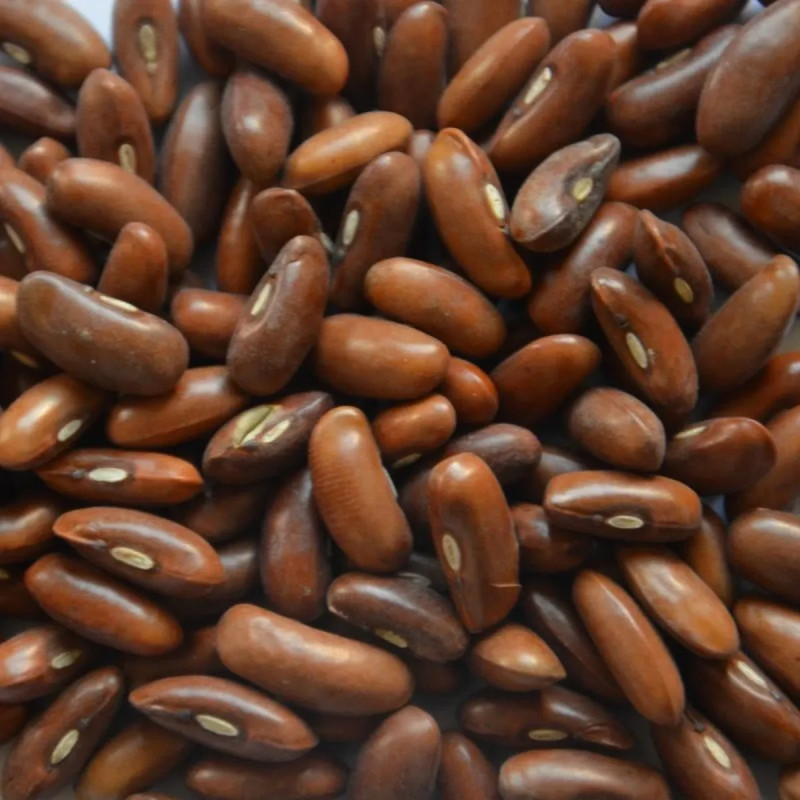 Haricot nain Oxinel - Phaseolus vulgaris | Achat direct au producteur