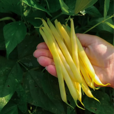 Haricot nain Minidor - Phaseolus vulgaris | Achat direct au producteur