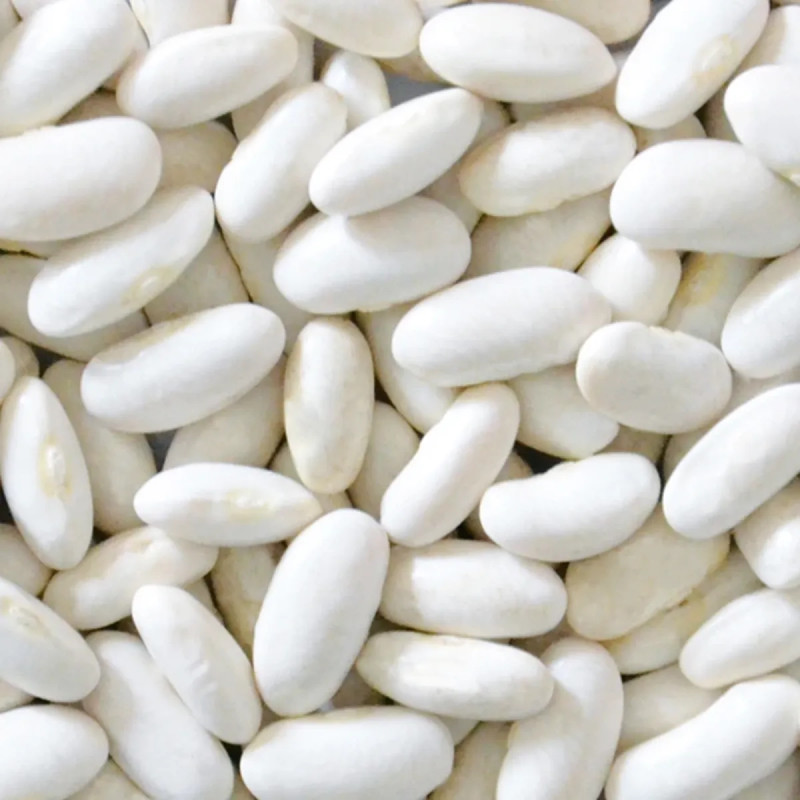 Haricot nain Minidor - Phaseolus vulgaris | Achat direct au producteur