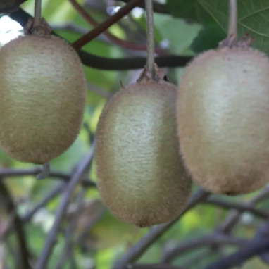 Kiwi (femelle) 'Hayward' - Actinidia | Achat direct au producteur