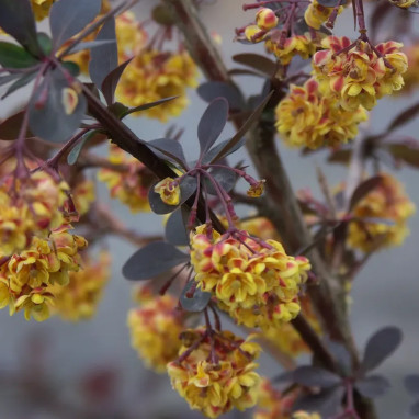 Berberis ottawensis 'Auricoma' - Epine-vinette | Achat producteur