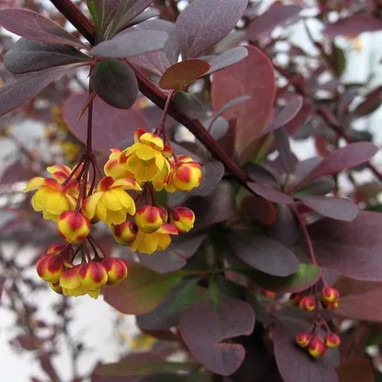 Berberis thunbergii 'Atropurpurea' - Berberis | Achat producteur