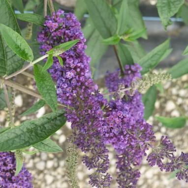 Arbre à papillons 'Empire Blue' - Buddleja | Achat direct au producteur