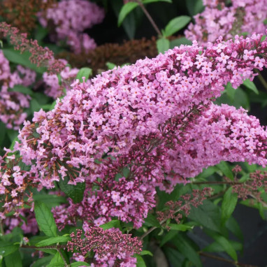 Arbre à papillons 'Pink Delight' - Buddleja | Achat direct au producteur