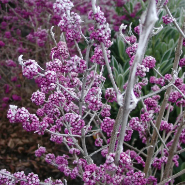 Callicarpa bodinieri 'Profusion' - Callicarpa | Achat producteur