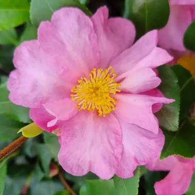 Camélia d'automne 'Cleopatra' - Camellia | Achat direct au producteur