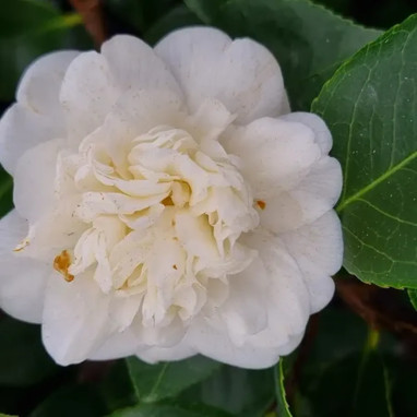 Camélia du Japon 'Nobilissima' - Camellia | Achat direct au producteur