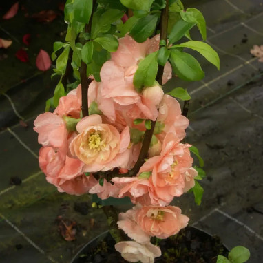 Cognassier 'Cameo' - Chaenomeles | Achat direct au producteur