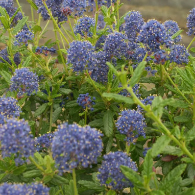 Céanothe 'Concha' - Ceanothus | Achat direct au producteur