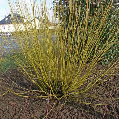 Cornouiller stolonifère 'Flaviramea' - Cornus | Achat direct au producteur