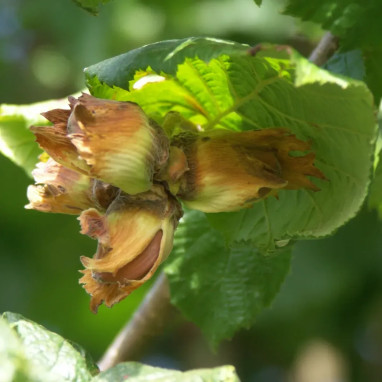 Noisetier 'Fertile de Coutard' - Corylus | Achat direct au producteur