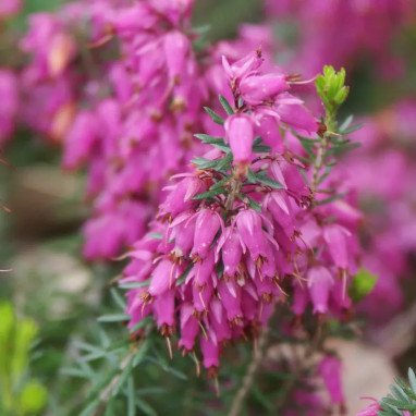 Bruyère des neiges 'Ruby glow' - Erica | Achat direct au producteur