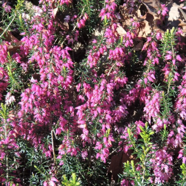 Bruyère des neiges 'Springwood pink' - Erica | Achat producteur