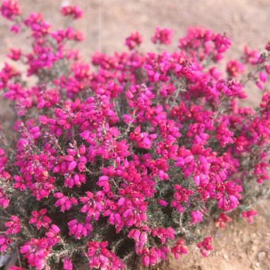 Bruyère cendrée 'Rosabella' - Erica | Achat direct au producteur
