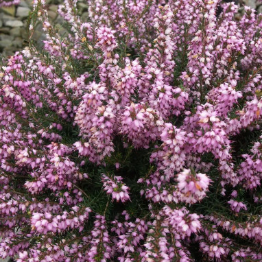 Bruyère d'hiver 'Darley Dale' - Erica | Achat direct au producteur